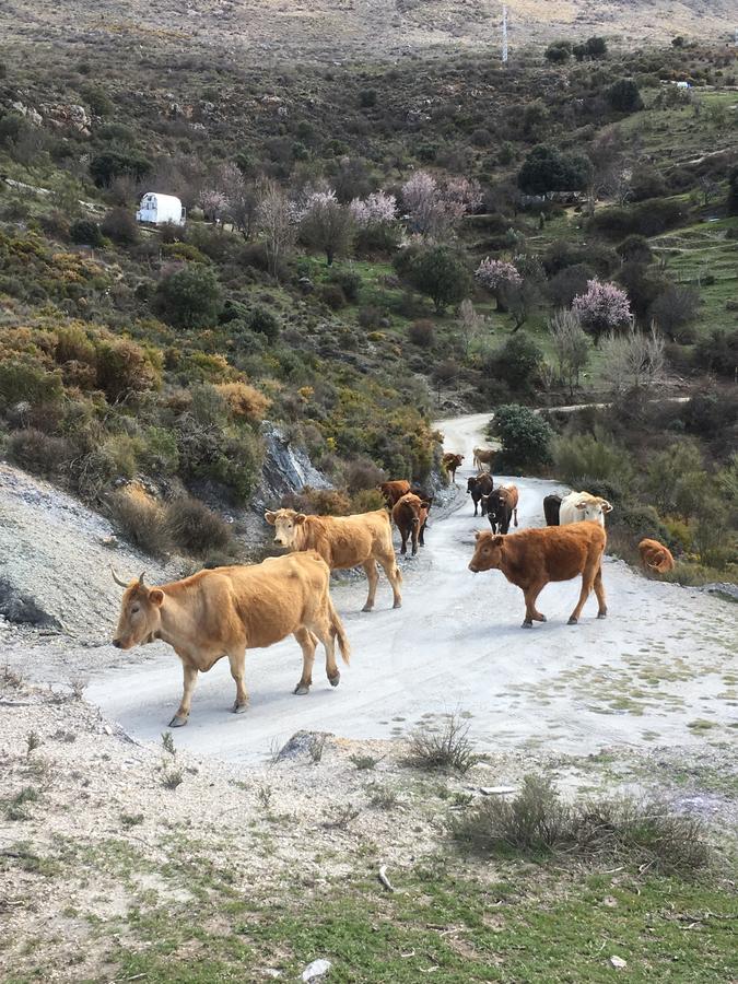 Hotel Rural Fuente La Teja Guejar Sierra Dış mekan fotoğraf